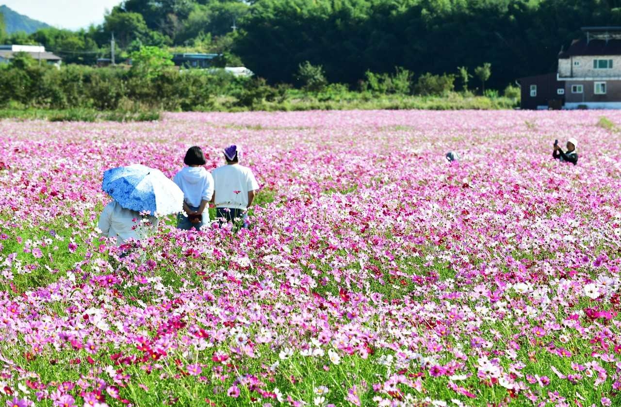담양 한국대나무박물관 인근에 코스모스가 활짝 피어 가을 정취를 더하고 있다.