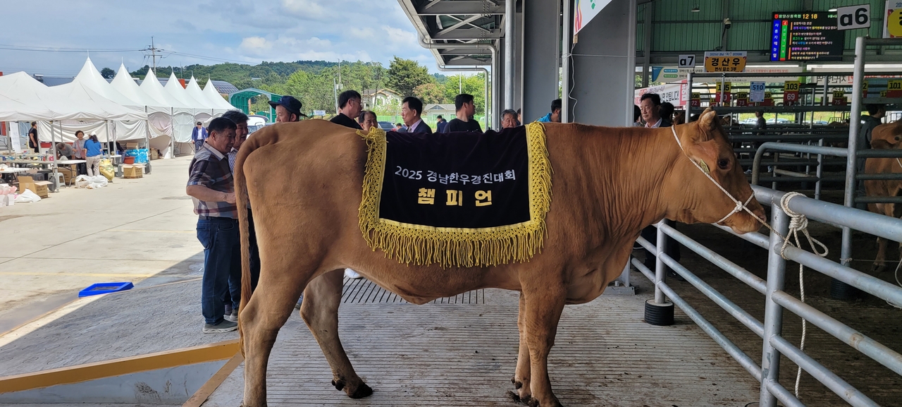 The champion Hanwoo from farmer Kim Jeong-su of Hamyang-gun, which won the top prize in the breeding cow category at the 2025 Hanwoo Competition. [Provided by South Gyeongsang Province]