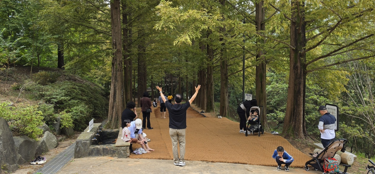 The metasequoia trail at Geumgang Arboretum.