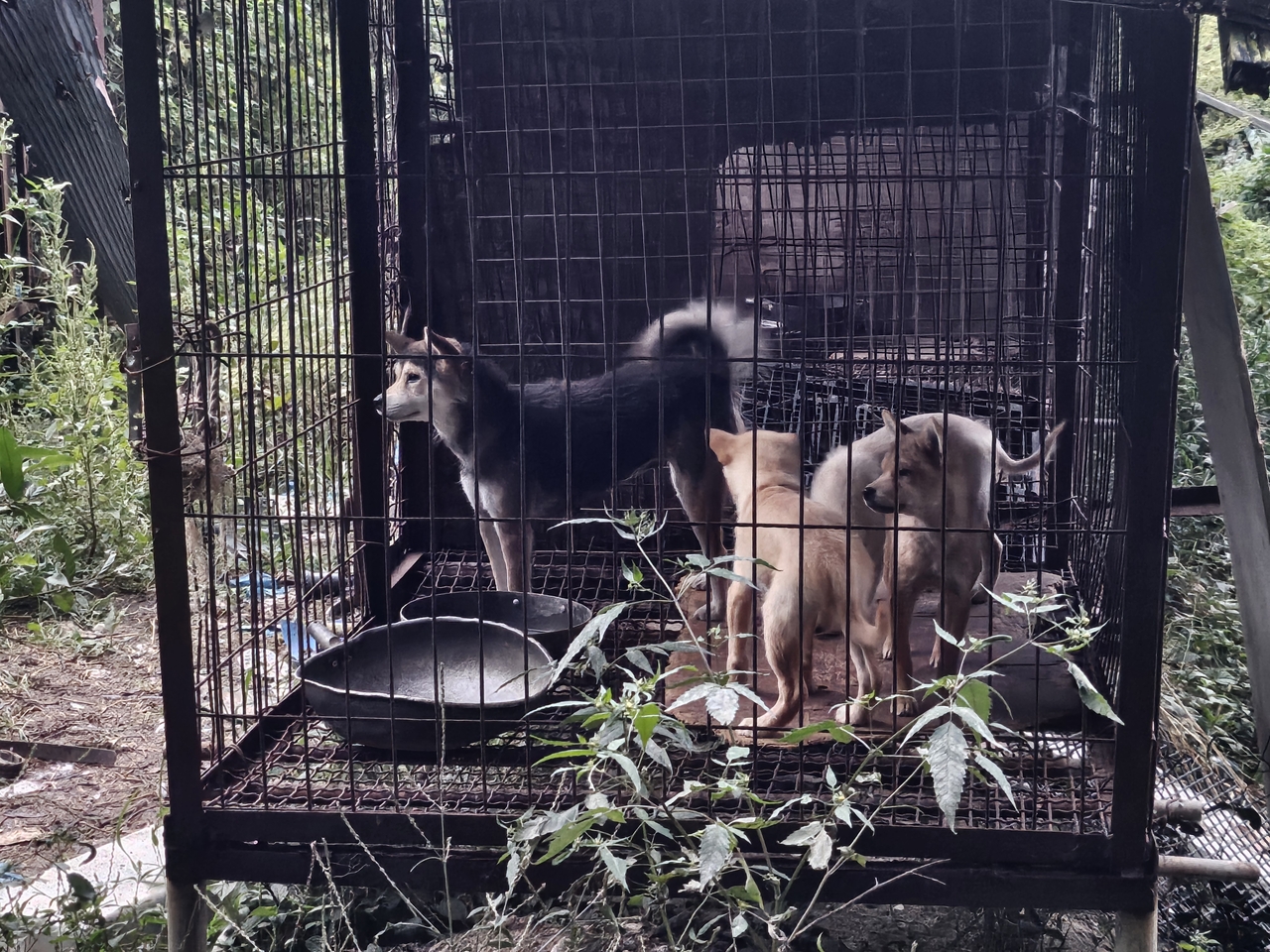 지난 29일 전남 강진 한 개농장 풍경. 글로벌 동물보호단체 한국 휴메인 월드 포 애니멀즈는 이날 개농장에서 70여마리의 개를 구조했다. 김광우 기자.
