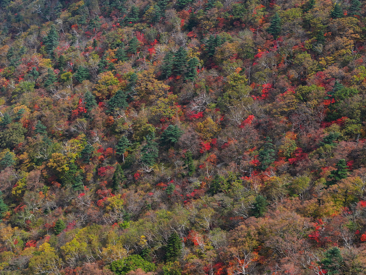 Autumn colors are starting to show in Korea, as in this photo taken on Sept. 30 in Seoraksan National Park in Sokcho, Gangwon Province. Peak foliage is expected in mid-to-late October. (Yonhap)