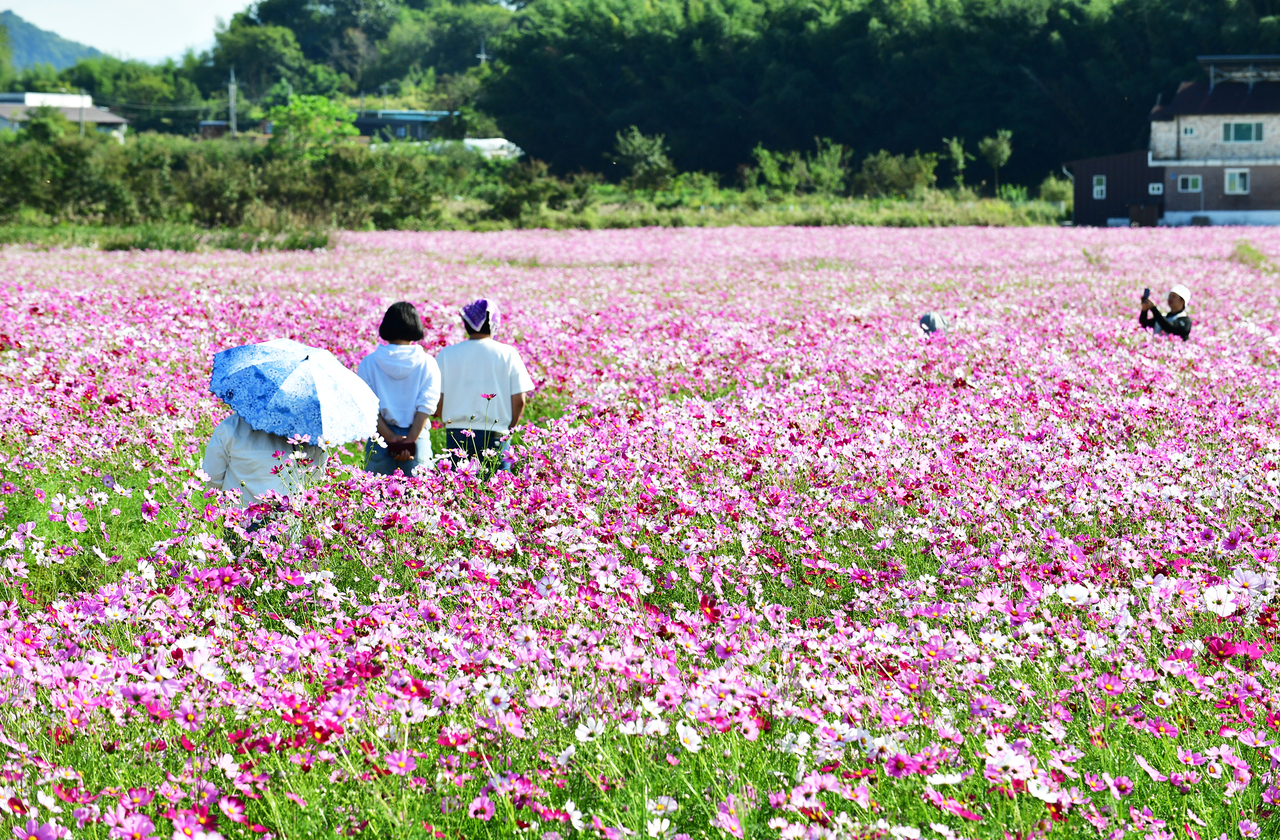 Cosmos flowers are in full bloom near the Korea Bamboo Museum in Damyang, Jonnam-Gwangju, Thursday. (Yonhap)