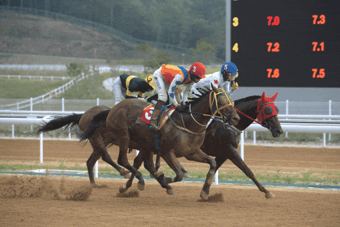 Racehorses sprint toward the finish line in a thrilling competition. [Let's Run Park Yeongcheon]