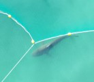 상어 ‘부캉이’, 수로 출구 앞 버티기…“부산을 떠나기 싫어요”