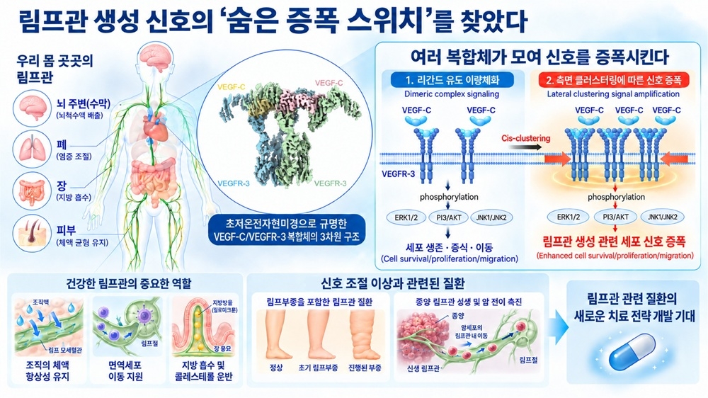 An AI-generated image illustrating the hidden amplifier switch in lymphangiogenic signaling, discovered via cryo-electron microscopy. [Provided by KAIST]