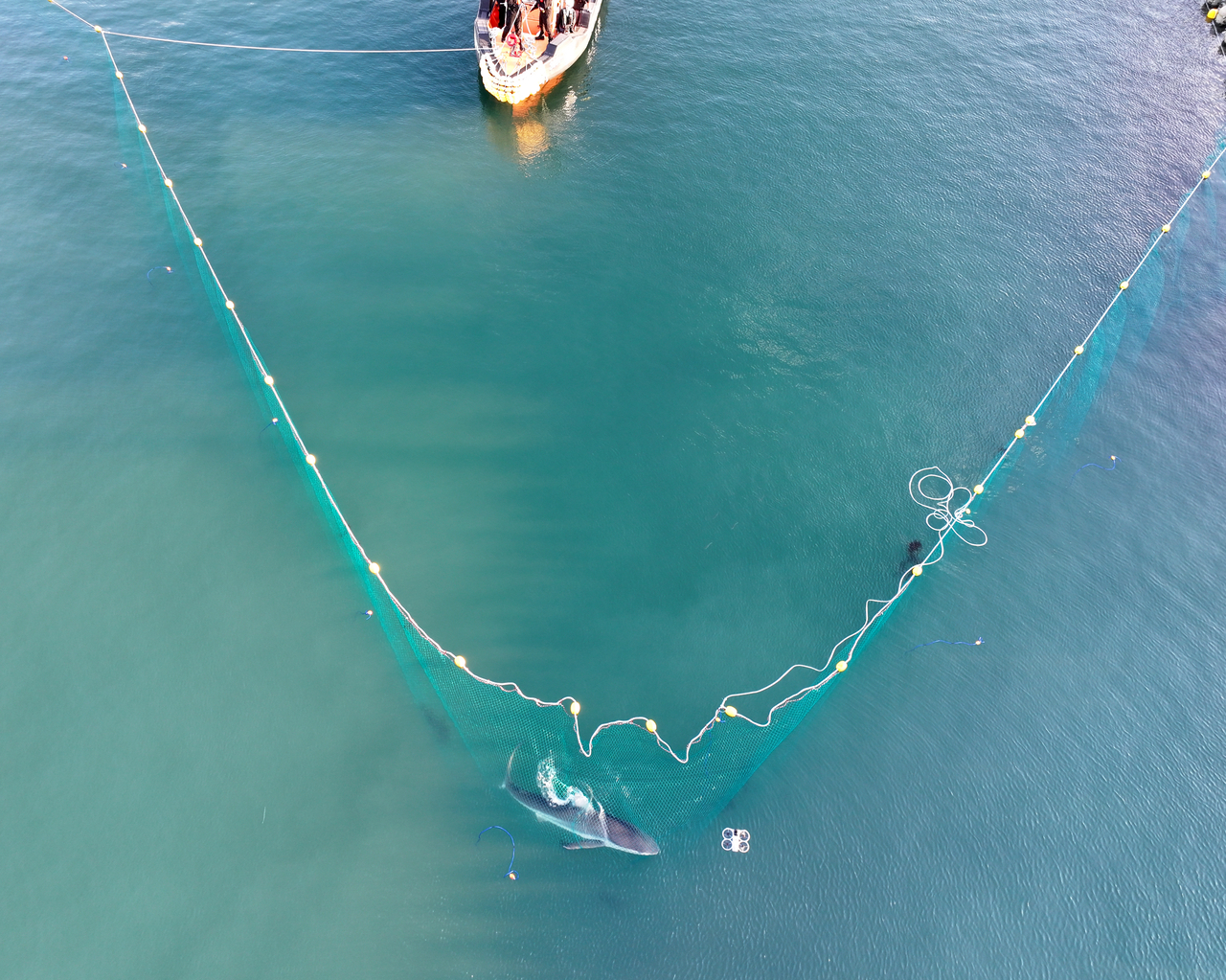 A rescue operation for a shark known as “Bukang” is underway using a large net at North Port Waterfront Park in Dong-gu, Busan, Friday. (Yonhap)