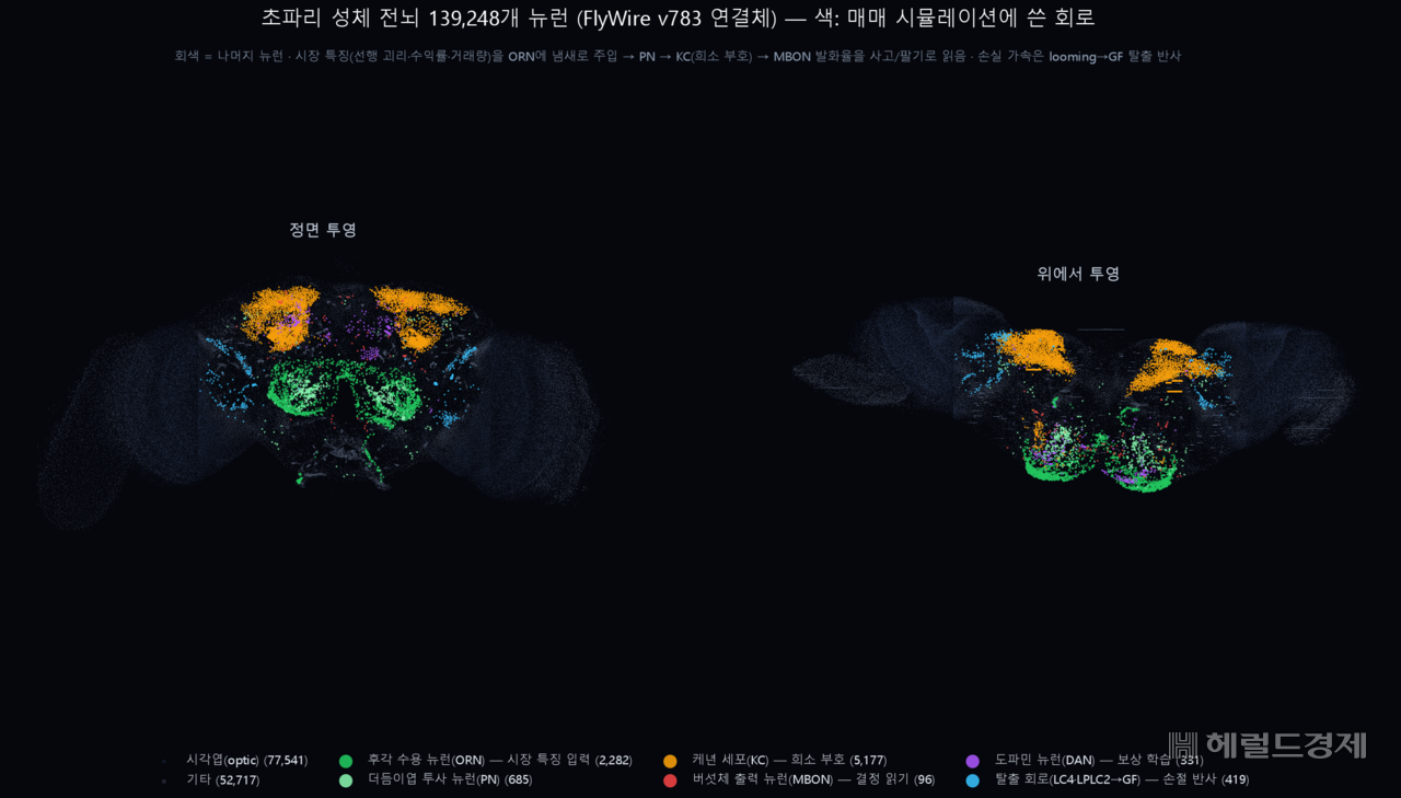 초파리 뇌. 색깔로 칠해진 부분은 매매 실험에 쓴 회로, 회색은 나머지 신경세포다.