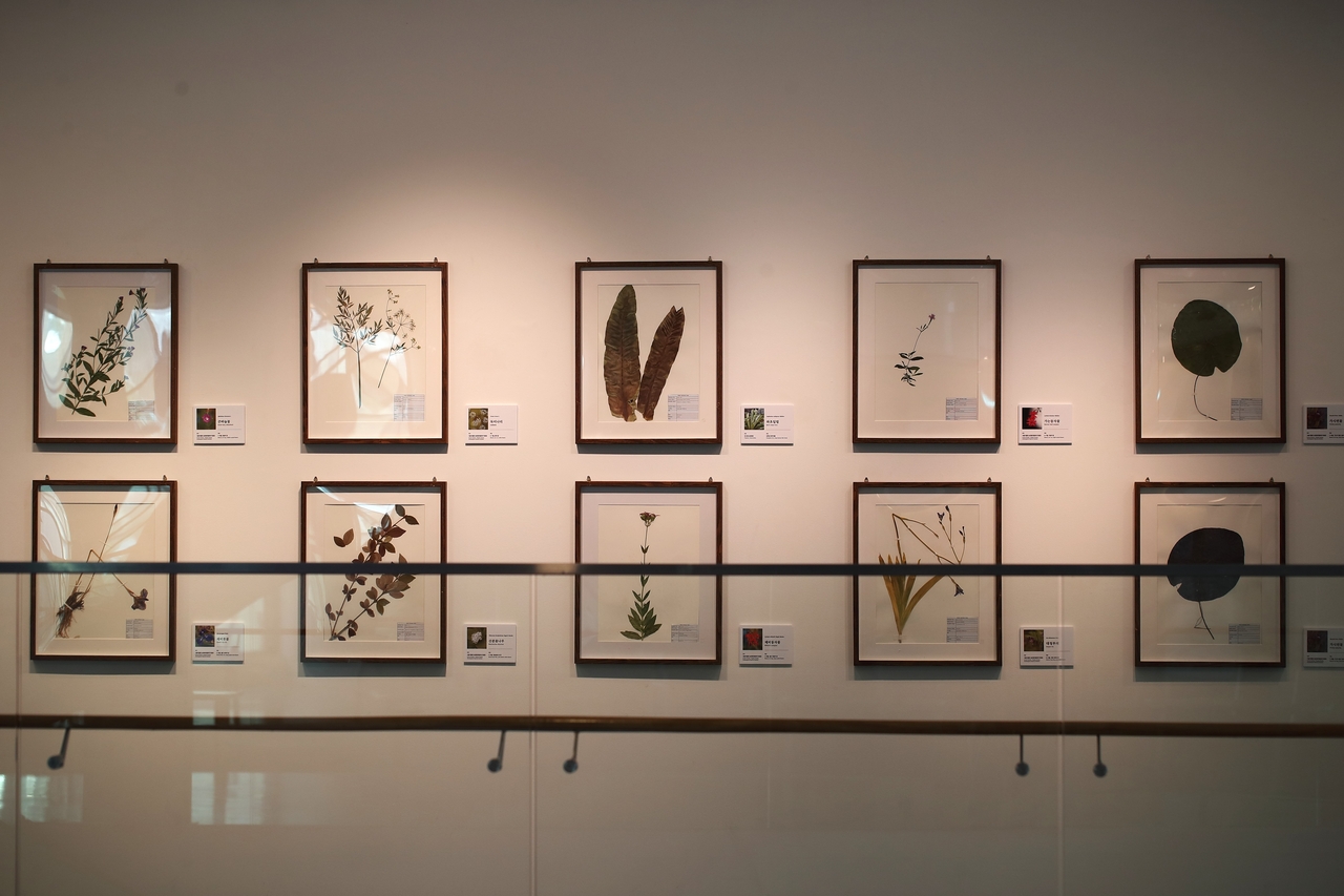 A pressed-plant specimen exhibition featuring useful flora at Seoul Botanic Park.