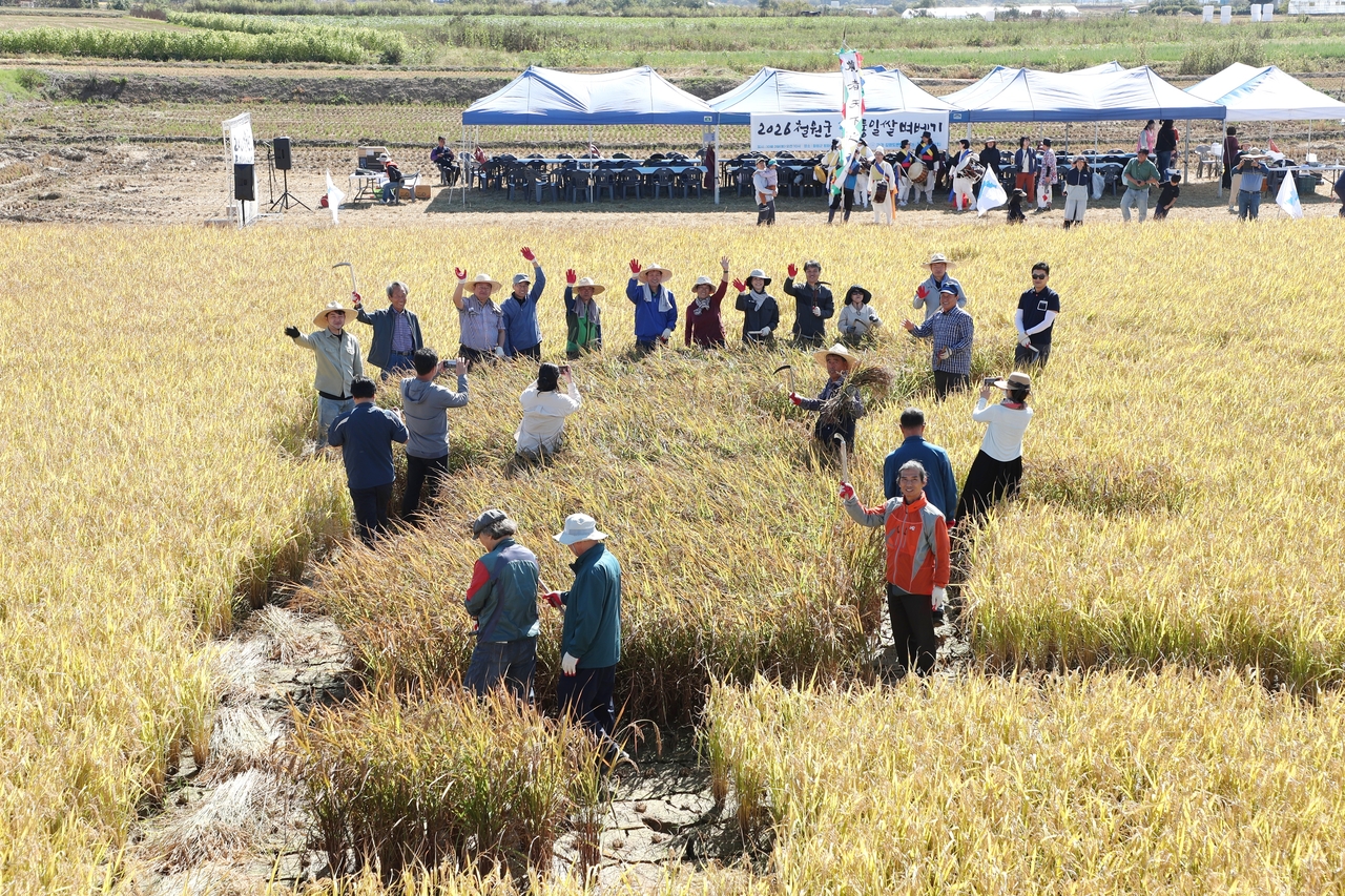 Farmers and staff from the Gangwon provincial government and Cheorwon county office work together as one team for the rice harvest.