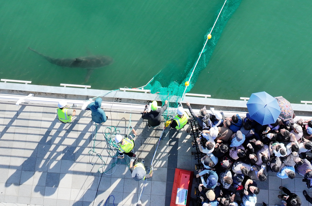 Crowds flock to a waterfront park in the southeastern city of Busan to catch a glimpse of a shark trapped in a canal, as rescue operations to guide the shark to the open sea are under way on Friday. (Yonhap)
