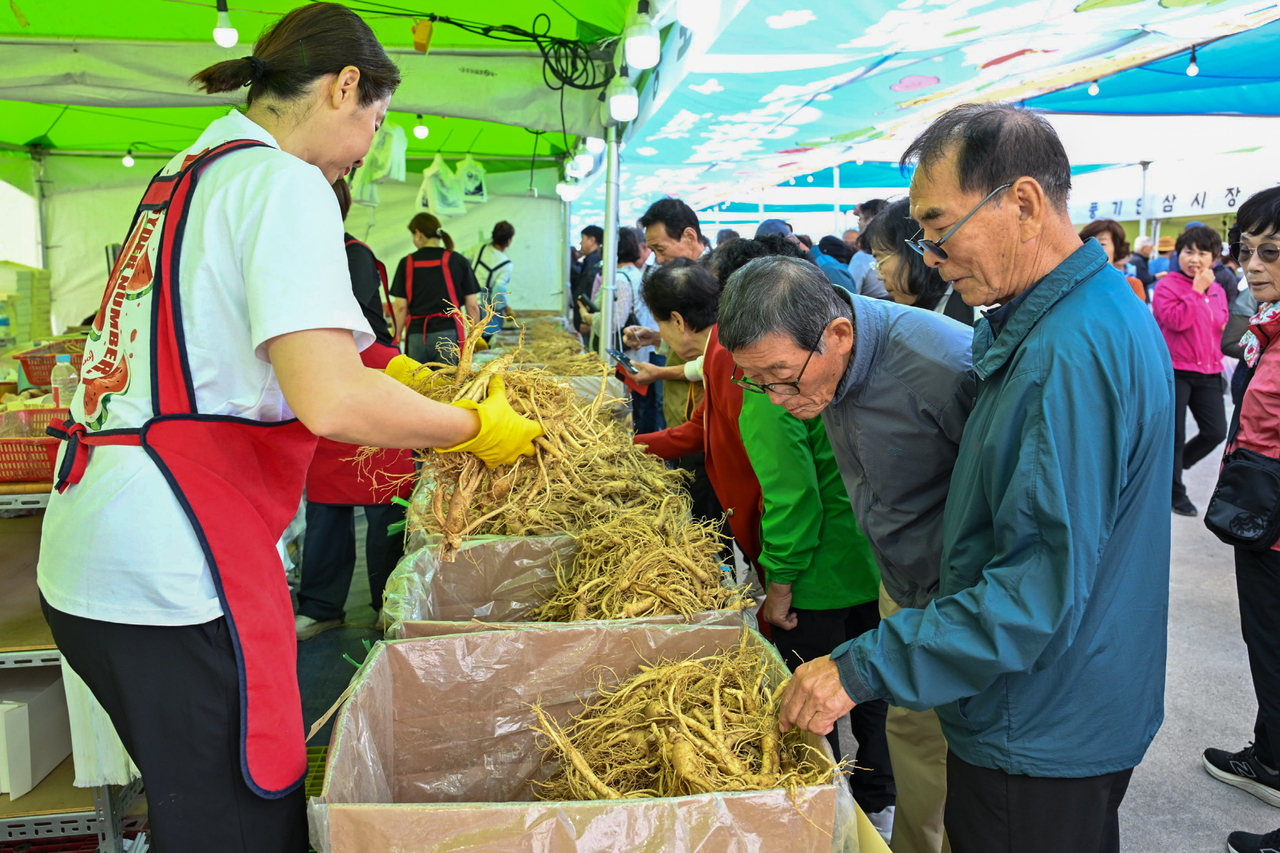 2026영주 풍기인삼축제장을 방문한 사람들이 인삼 구입을 위해 상태를 살펴보고 있다.[영주시 제공]