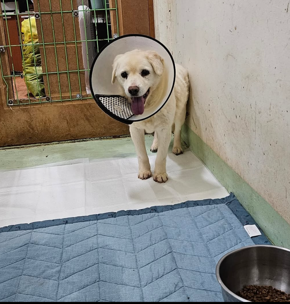 A rescue dog stands in a kennel at the Beagle Rescue Network's Boeun branch in North Chungcheong Province. (Beagle Rescue Network)