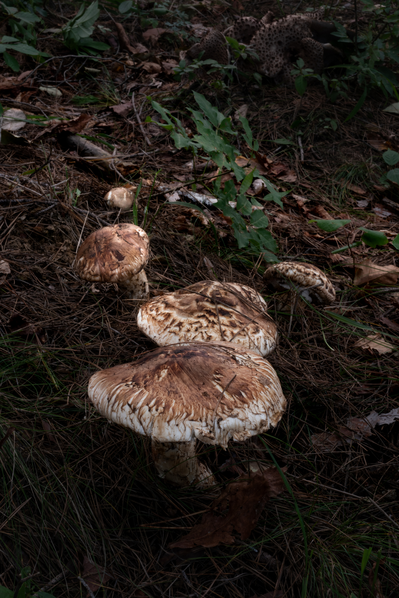 Neungyi mushrooms. [Yeongyang-gun]
