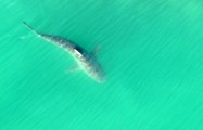Busan's celebrity shark Bukang-i turns out to be endangered species