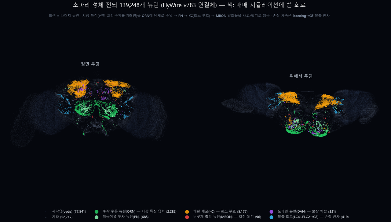The fruit fly brain. The colored regions are the circuits used in the trading experiment; gray areas are the remaining neurons.