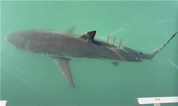 Red arrows indicate the ridge between the first and second dorsal fins, a key physical characteristic of a dusky shark. (The National Institute of Fisheries Science)
