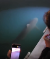 Busan’s celebrity shark gets no break from late-night crowds