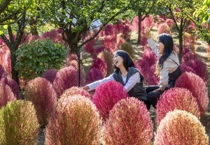 에버랜드 코키아, 이번 주말 가을 단풍 절정 찍는다