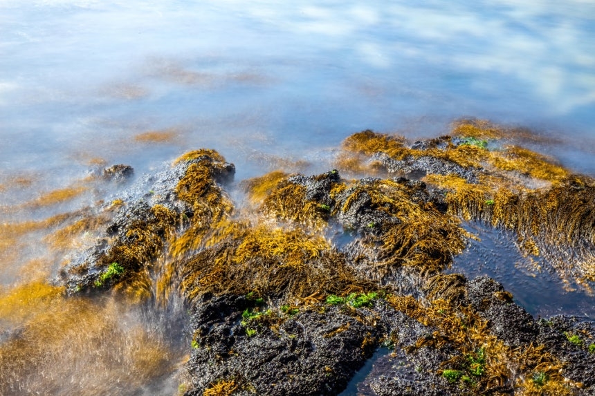 Sargassum seaweed in Jeju waters. [Getty Images Bank]