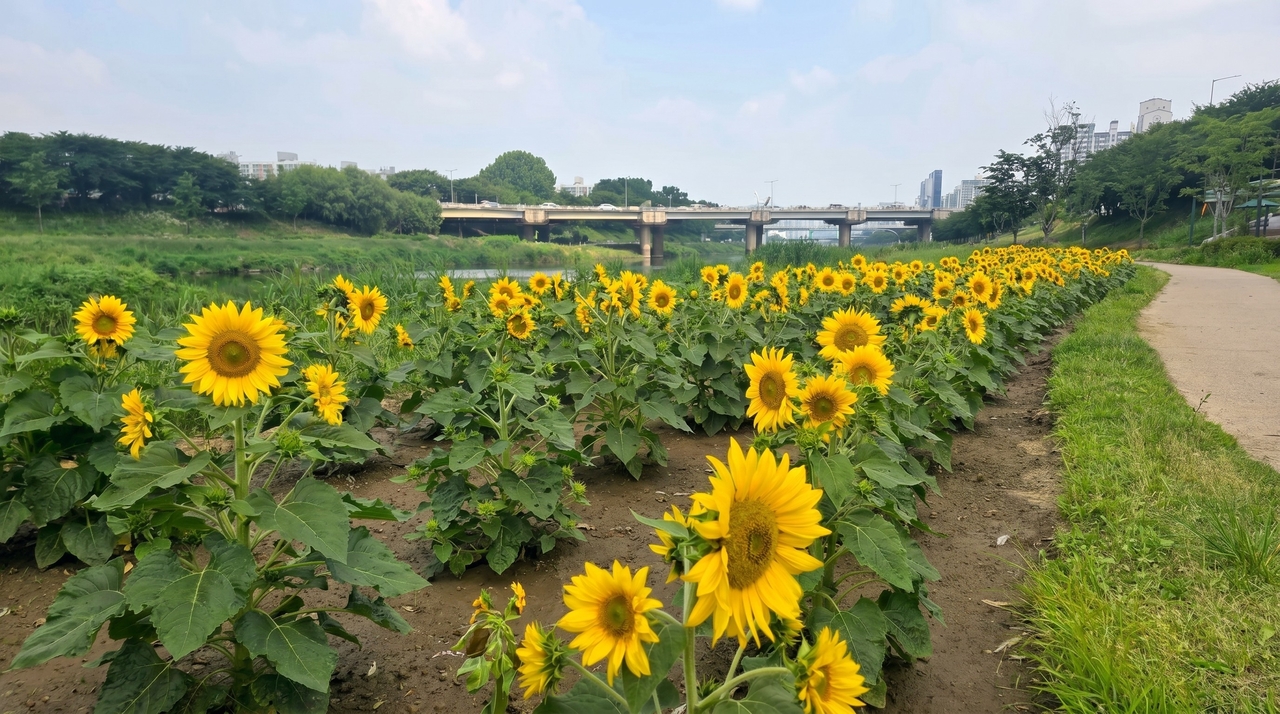 Sunflowers