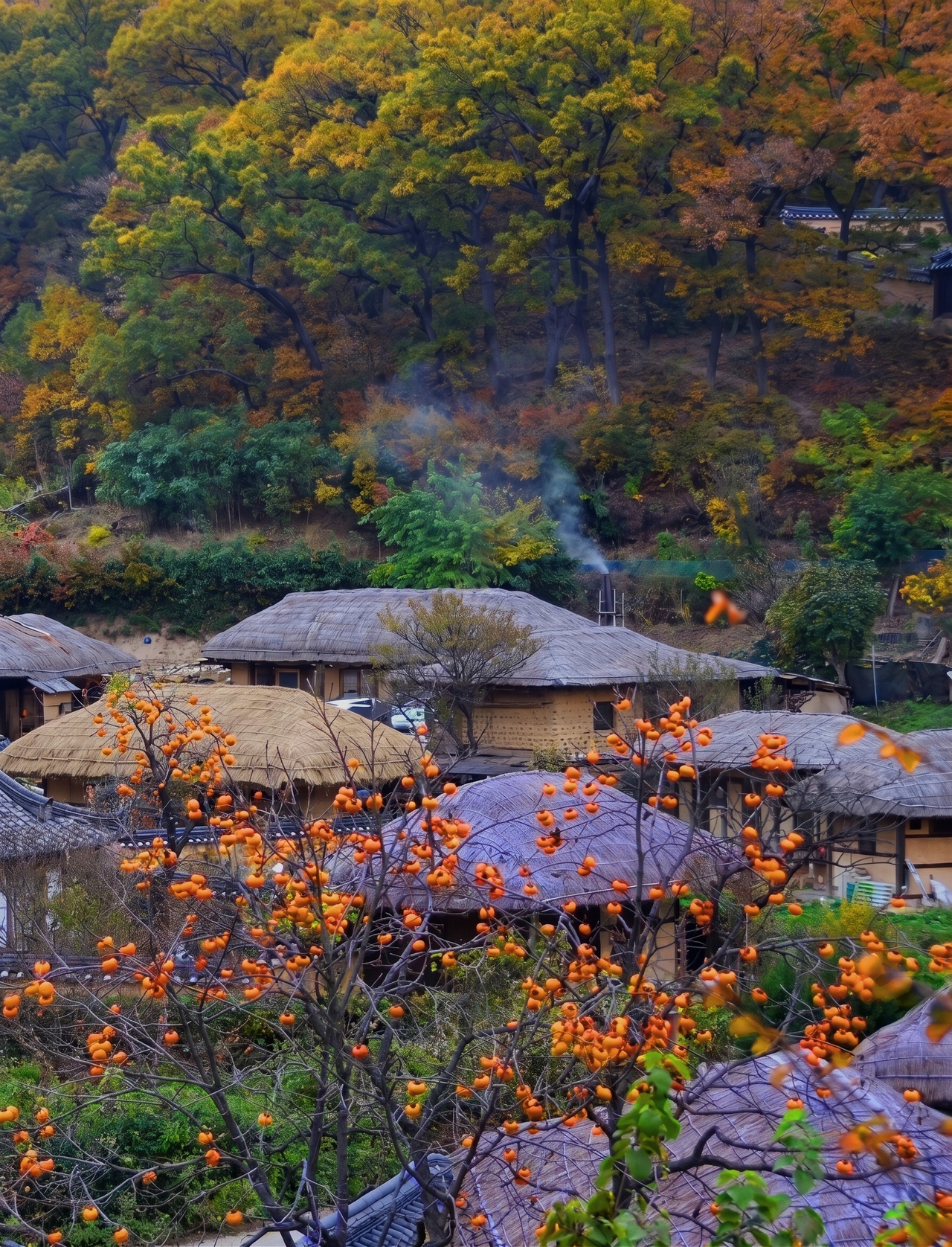 A persimmon tree stands beside a thatched-roof house at Yangdong Village in Gyeongju. [North Gyeongsang Culture and Tourism Corporation]