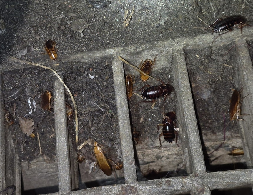 This photo shows the Turkestan cockroaches found near Gamman Port, Busan. (Yonhap)
