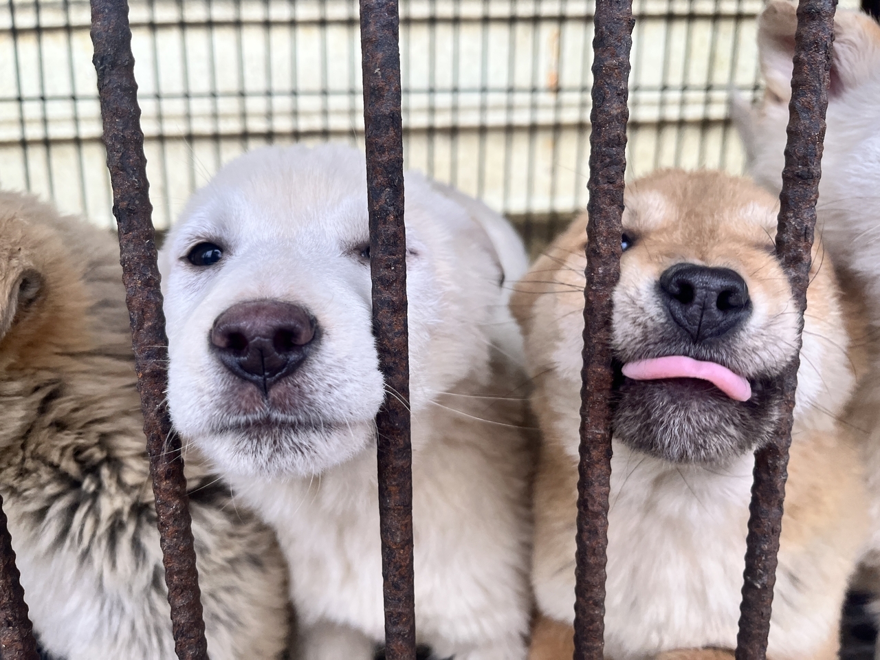 [Provided by Humane World for Animals Korea]