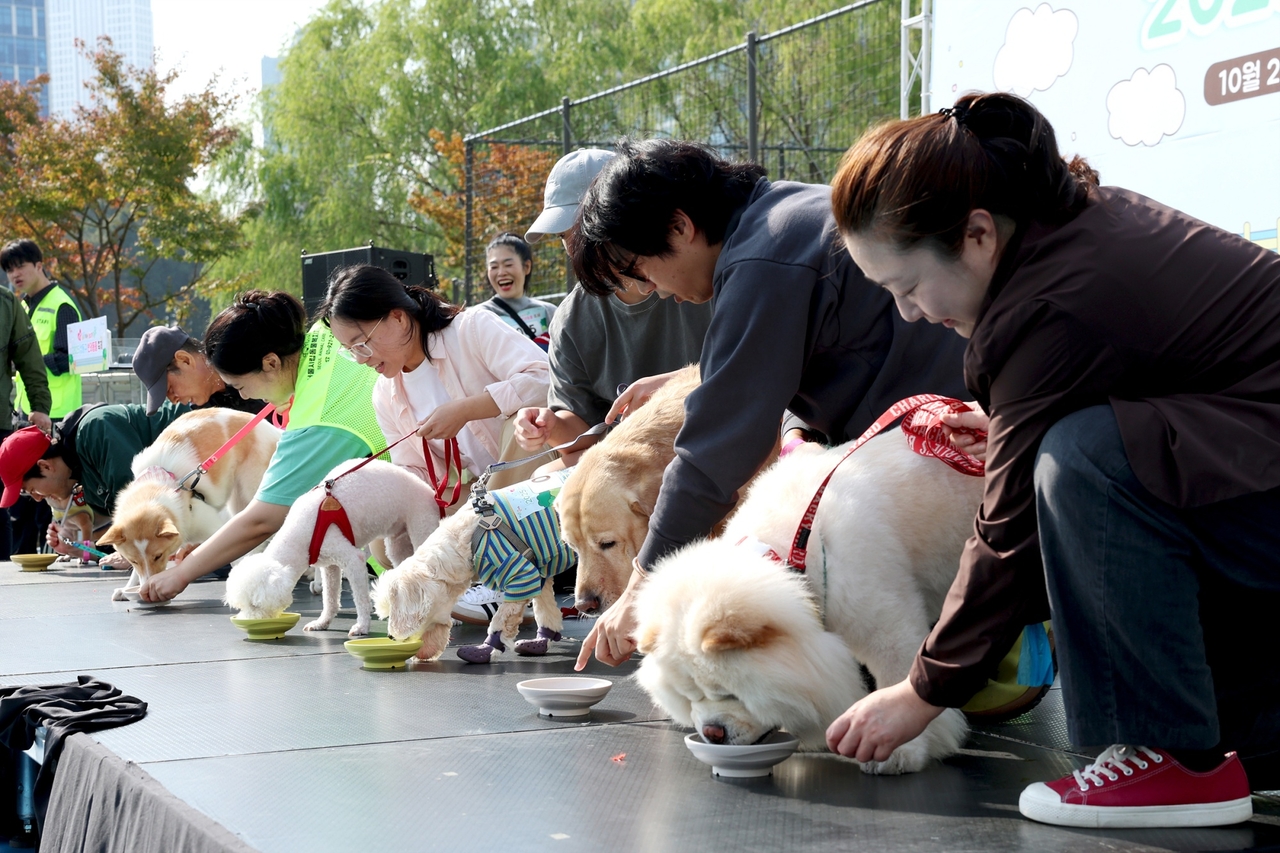 Pet festival