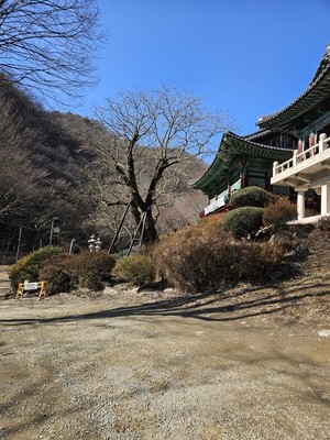 700살의 ‘천연기념물 호두나무’ 유전자 보존