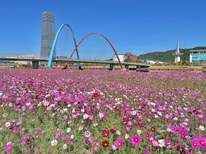 대전 3대 하천, 가을 꽃물결로 채색