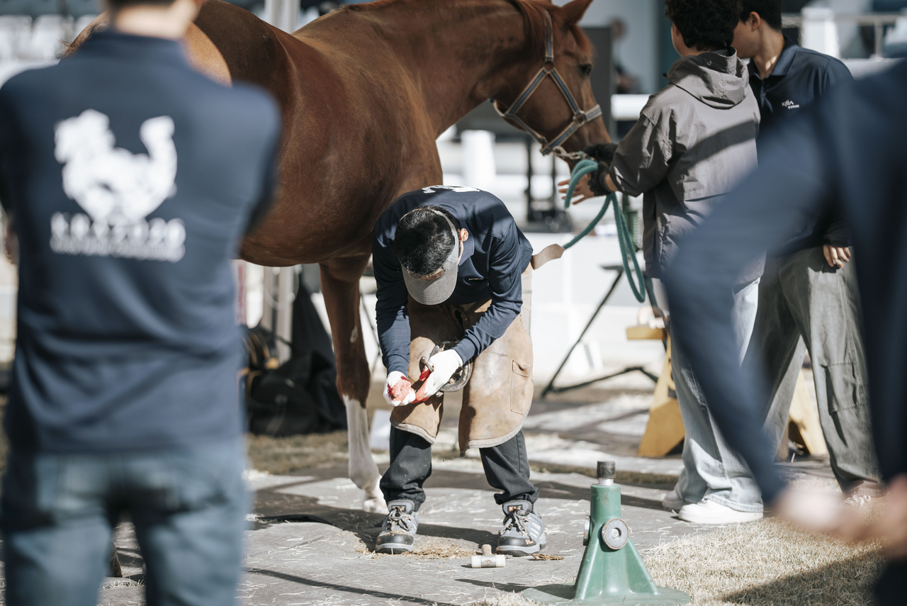 Competitors take part in the live-shoeing event at the Korea Racing Authority Chairman's Cup Korean Farriery Championship at Seoul's 88 Equestrian Arena on Saturday.