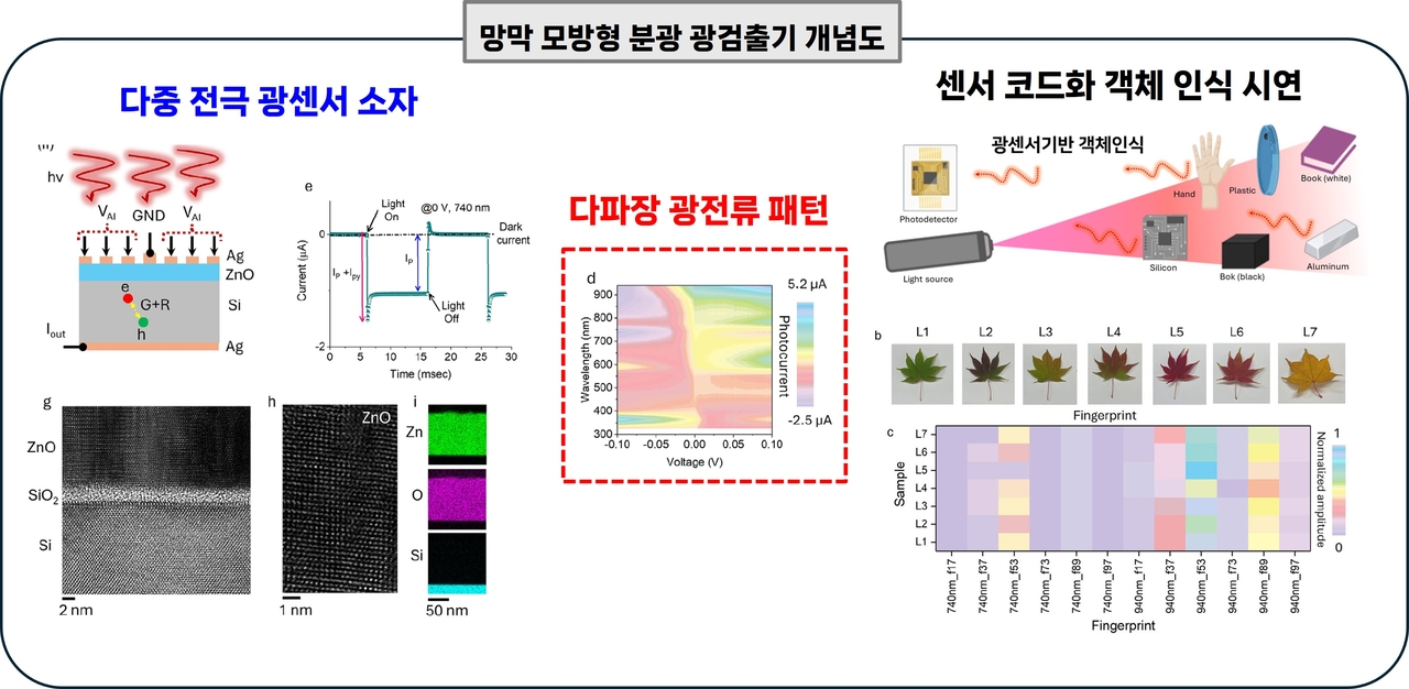 아주대 연구팀이 개발한 망막 모방형 분광 광검출 지능형 센서 신호처리 개념도
(왼쪽 이미지) 은(Ag)-아연산화물(ZnO)-실리콘(n-Si)/은(Ag) 다중 단자 구조를 기반으로 한 센서 구조. 내부의 정교하게 균형 잡힌 자체 전위를 활용하며 다중 전극 단자에 서로 다른 주파수의 미세 교류 전압을 인가해
(중간 이미지) 입사되는 빛의 파장(365~940nm 영역)에 따라 광전류와 초고속 초전류(Pyroelectric current)의 진폭 조합으로 이루어진 고유한 전기적 전류 패턴을 센서 하드웨어 수준에서 직접 생성하도록 설계됐다.
(오른쪽 이미지) 연구팀이 개발한 새로운 센서를 이용해 시각적으로 구분이 어려운 우유, 요거트(커드), 코코넛 워터 및 소금·설탕 수용액 등을 별도의 머신러닝 학습 없이 전적으로 자체 전기적 신호 특징 매칭만을 통해 92% 이상의 높은 정확도로 실시간 정량 감별해 냈다. [아주대 제공]