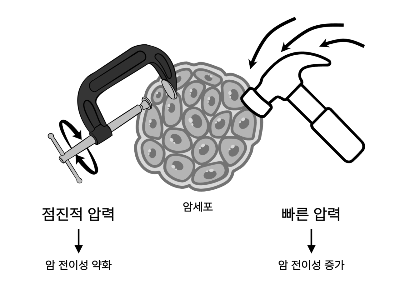 압력이 가해지는 속도가 암세포의 전이성에 미치는 영향을 나타낸 모식도.[IBS 제공]