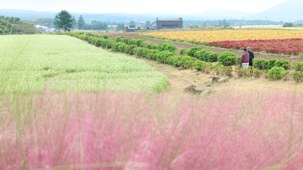 Buckwheat flowers, pink muhly grass and globe amaranth bloom at Boromwat Farm in Seogwipo, Jeju Island, on Sunday. (Yonhap)