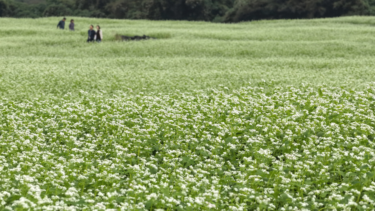 Visitors stroll through a field of blooming buckwheat flowers at Wahul Buckwheat Village, a rural tourism destination on the southern island of Jeju on Monday. (Yonhap)