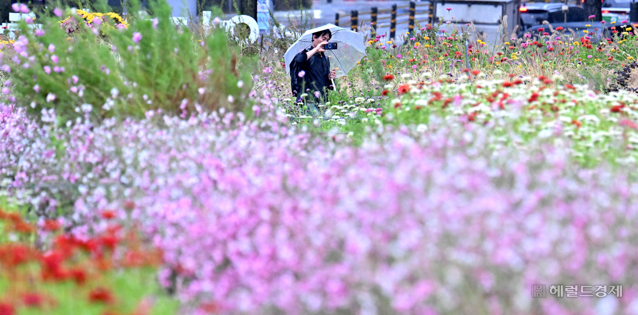 전국적으로 가을비가 내리는 13일 오전 서울 종로구 열린송현 녹지광장에서 우산을 쓴 한 시민이 가을꽃을 촬영하고 있다. 기상청에 따르면 비는 이날 오후 중으로 그칠 예정이며 비가 그친 뒤 북서쪽에서 찬 공기가 유입되며 기온이 점차 내려가 쌀쌀한 가을 날씨에 접어들 것으로 예상된다. 임세준 기자