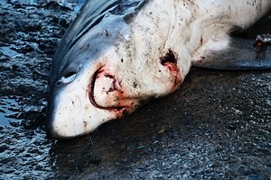 부캉이, 12월에 죽을지도…수온 하락에 폐사 가능성 나왔다