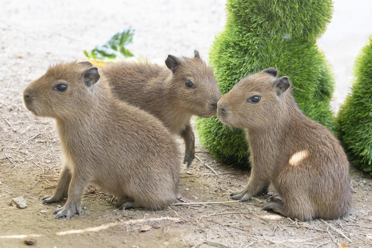 Capybara triplets born last month at Everland's Ppuppa Town in Yongin, Gyeonggi Province (Yonhap)