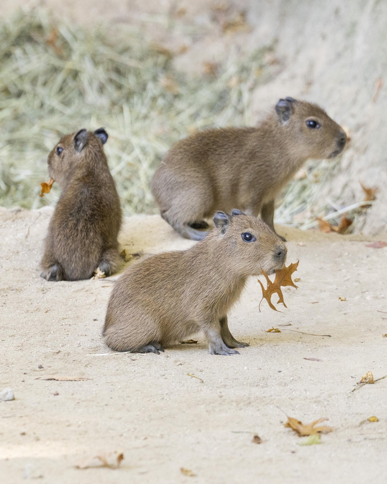 Capybara triplets born last month at Everland's Ppuppa Town in Yongin, Gyeonggi Province (Yonhap)