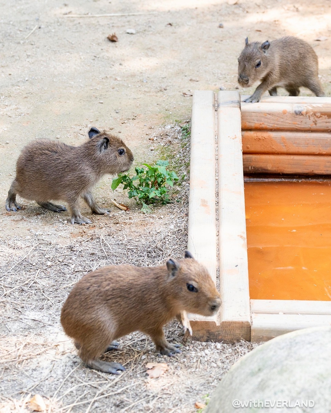 Capybara triplets born last month at Everland's Ppuppa Town in Yongin, Gyeonggi Province (Everland's Instagram)