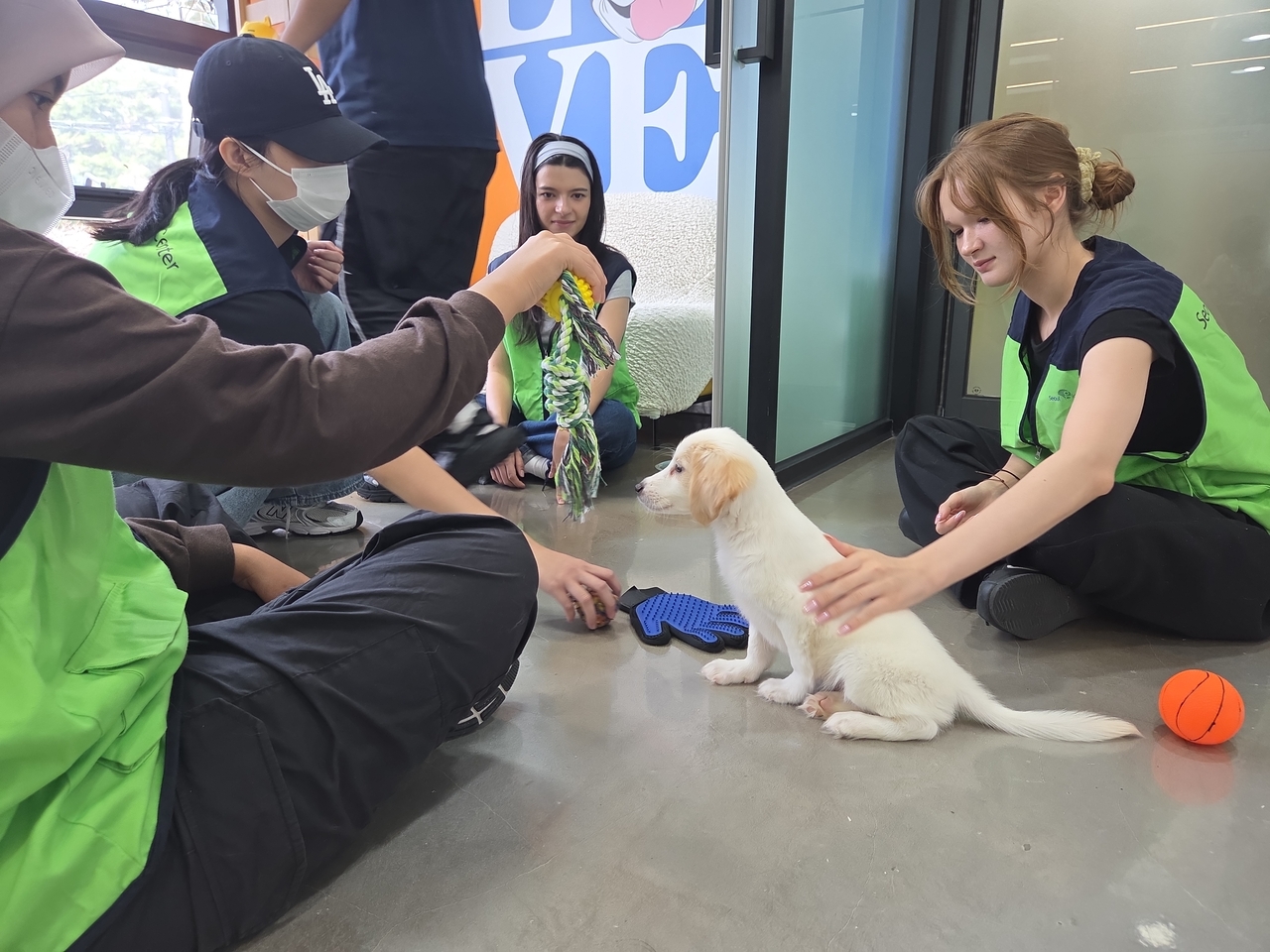 Participants in Seoul Global Center's volunteer program for international students help newly arrived dogs get used to people at an animal shelter in Seoul on Monday. (Hwang Sun-jun/The Korea Herald)