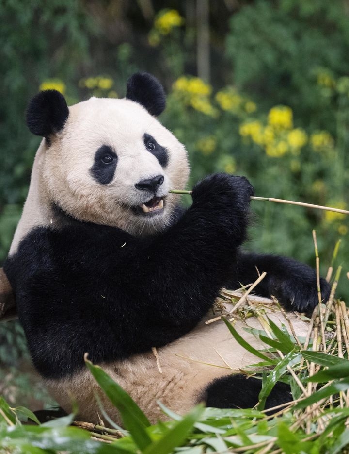 Giant panda Fubao. [Everland]