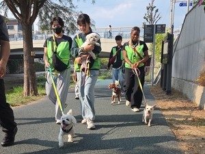 International students lend rescue dogs a hand