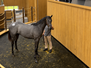 Top bid at Jeju yearling auction reaches W210m