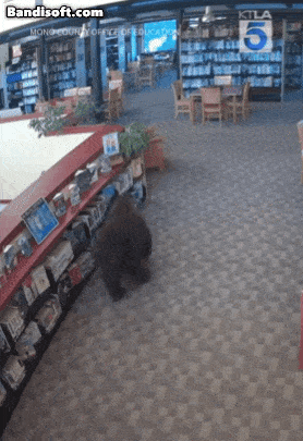 A bear spotted inside the Mono County Library in California. [Social media]