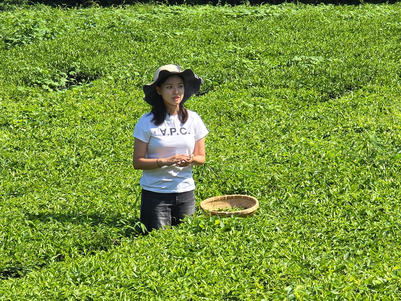 Cho Seung-ha, CEO of Dagyeok, inspects tea leaves at a green tea field in Boseong, South Jeolla Province. [Dagyeok]