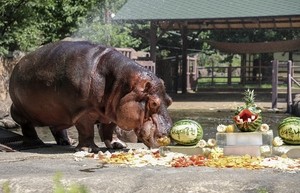 South Korea’s oldest hippo, Hasun, dies at 46