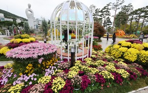 An autumn stroll full of flowers