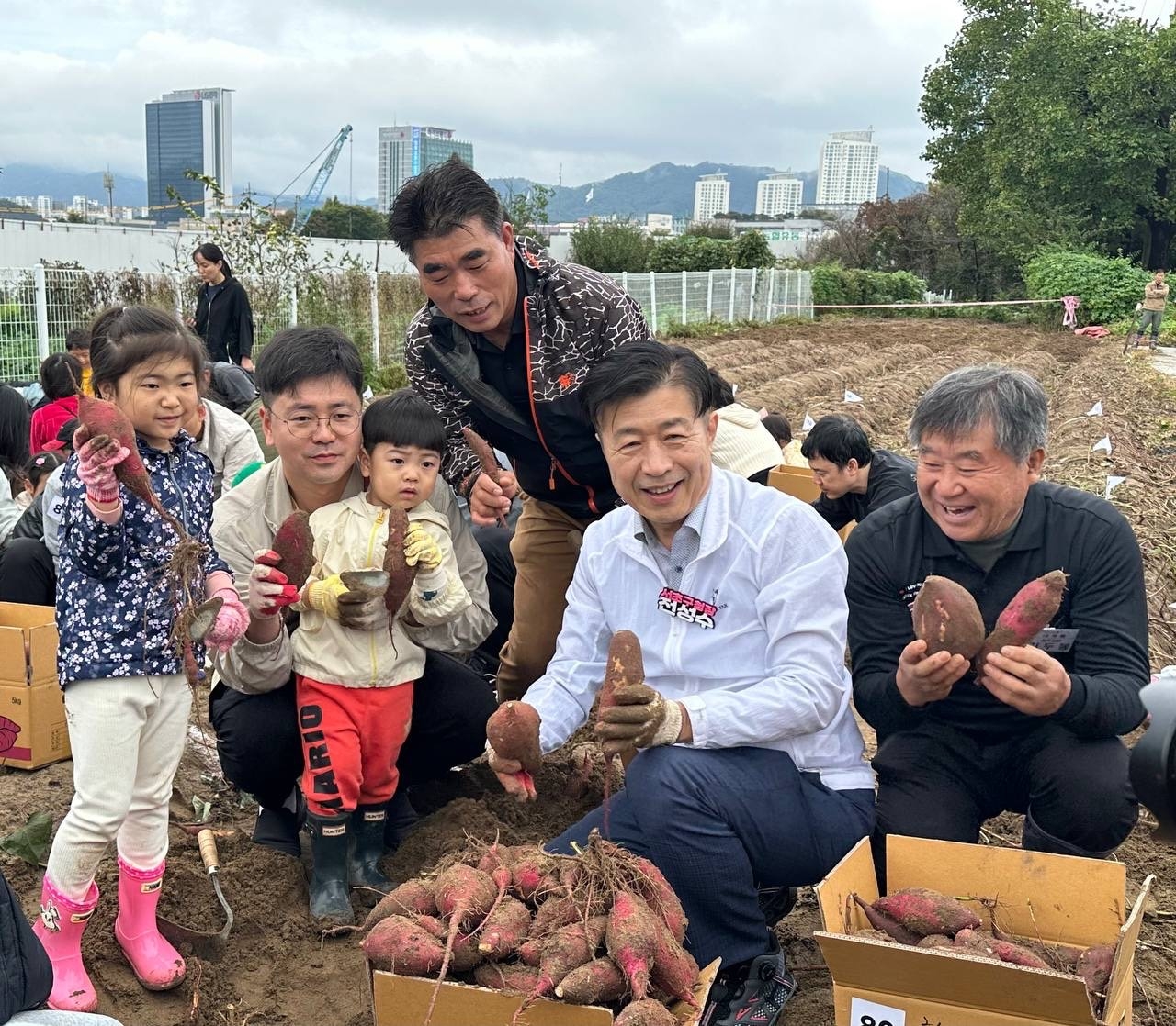 고구마 캐기