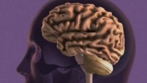 Rare brain-invading fungus surges fourfold in US, with fatality rate up to 70%